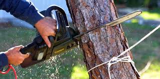 How Our Tree Care Process Works  in  Oakleaf Plantation, FL