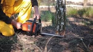 Best Tree Maintenance Programs  in Oakleaf Plantation, FL