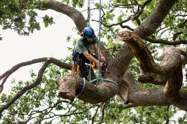 Best Commercial Tree Services  in Oakleaf Plantation, FL