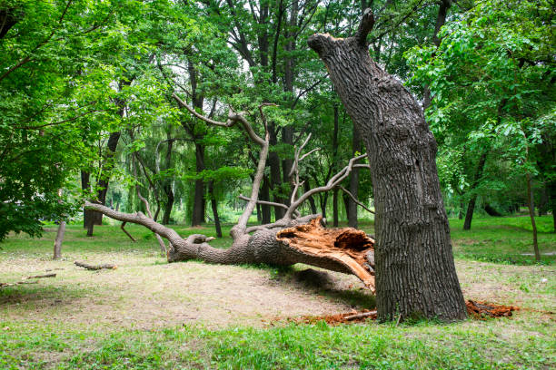 Best Lot and Land Clearing  in Oakleaf Plantation, FL