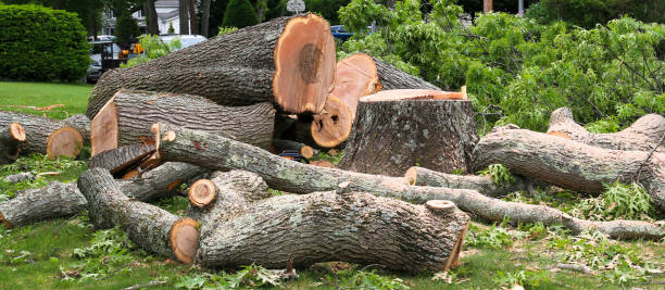  Oakleaf Plantation, FL Tree Removal Services Pros