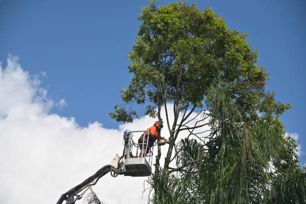 Best Arborist Consultation Services  in Oakleaf Plantation, FL