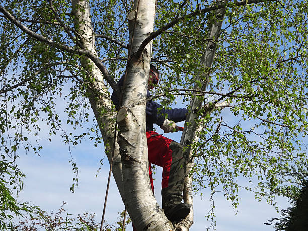 Best Tree Maintenance Programs  in Oakleaf Plantation, FL